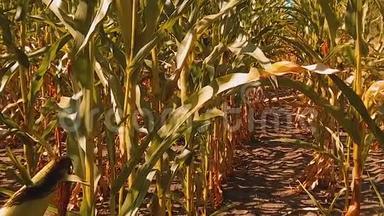 有机玉米田生活方式干熟玉米的农业。 概念玉米收获农业天然产品